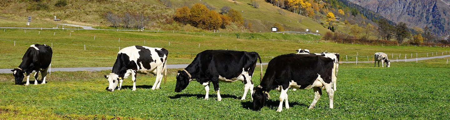 Grasende schwarzbunte Kühe bei Ulrichen an der Rhone-Route.
