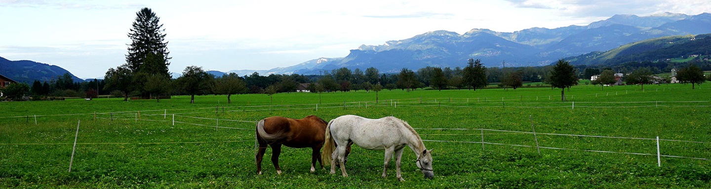 Grasende Pferde bei Gams, im Hintergrund eine beeindruckende Bergkette.
