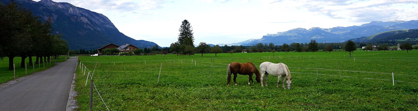 Zwei Pferde grasen auf einer von Bergen umrahmten Wiese im St. Galler Rheintal bei Gams.