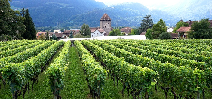 Das aus den Heidi-Romanen bekannte Dorf Maienfeld; im Vordergrund eine Weinanbaufläche des Gebiets "Bündner Herrschaft".