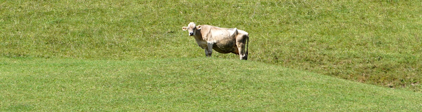 Eine braune Schweizer Kuh nutzt einen kleinen Hügel als Aussichtsposten.